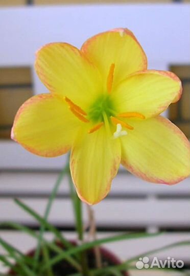 Зефирантес махровый луковицы