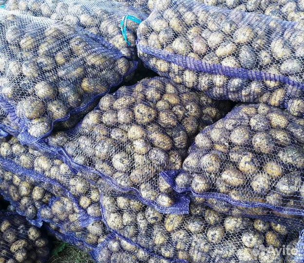 Продам картофель оптом