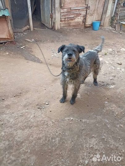 Собака для охраны