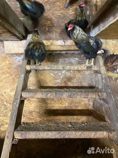 Молодые петухи