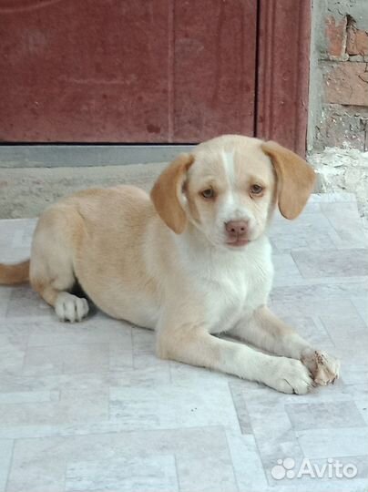 Маленькая собака в добрые руки бесплатно