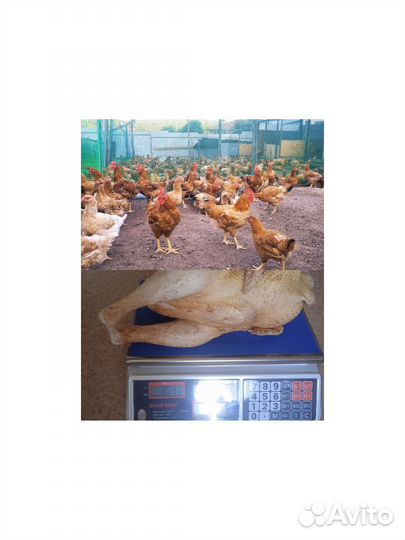 Гусята суточные, утята, цыплята