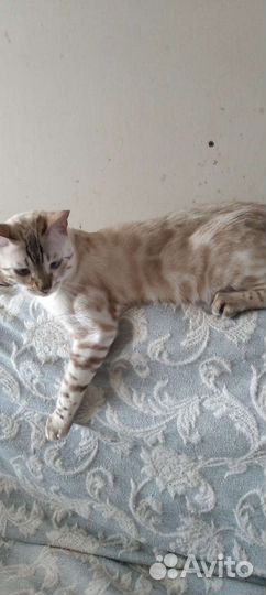Бенгальский кот
