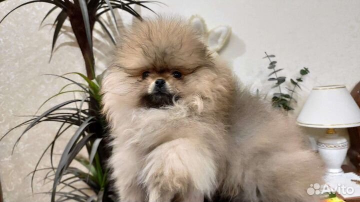 Померанский шпиц тип мишка мини