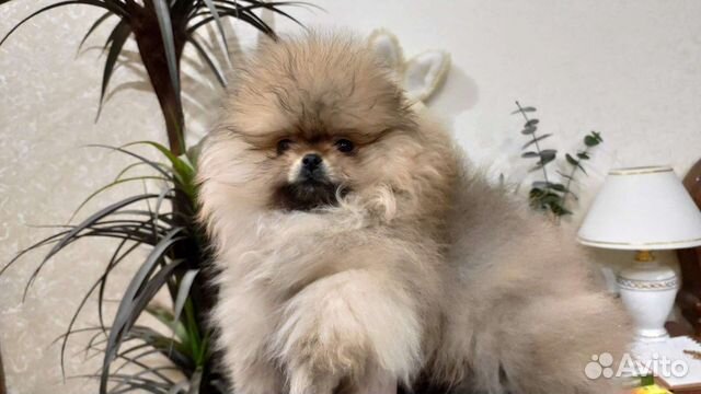 Померанский шпиц тип мишка мини