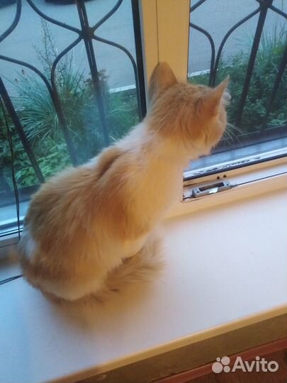 Котик (рыже-белый пушистик с лисьим хвостом)