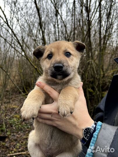 Щенки в добрые руки