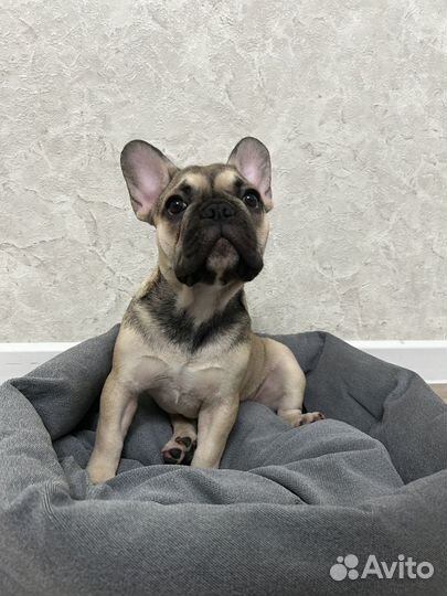 Фоанцузкий бульдог
