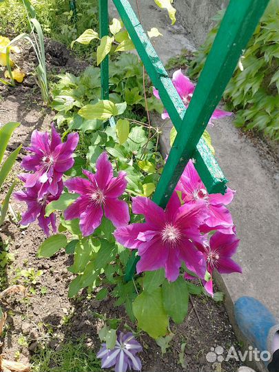 Саженцы клематиса My Beauty