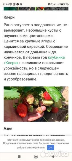 Рассада клубники