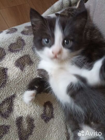 Отдам котика в добрые руки