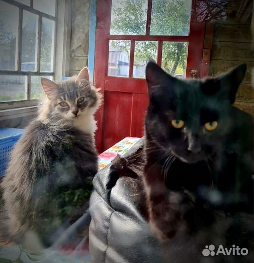 Котята - братик и сестричка брошены на улице