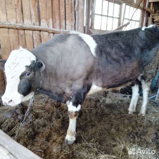 Быки на племя и телочка