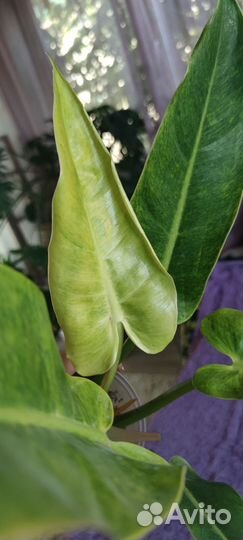 Филодендроны, спатифиллумы