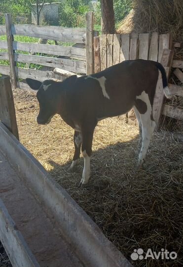 Тёлочка (4 месяца)