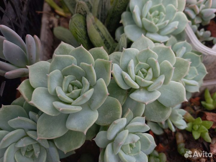 Кактусы и суккуленты, каменная роза, эчеверия