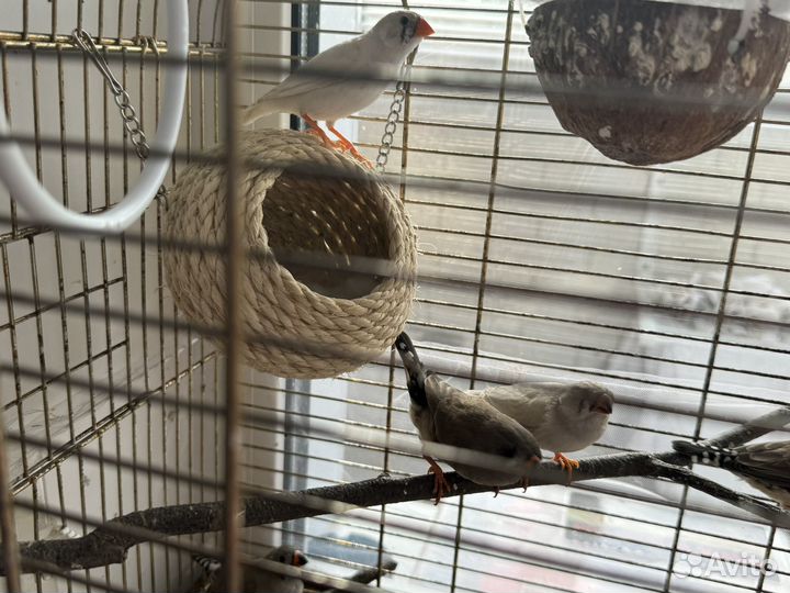 Зебровые амадины