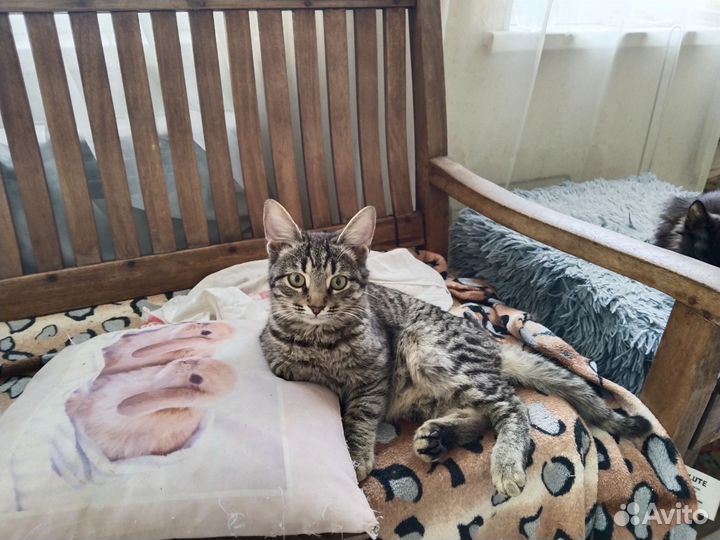 Котята