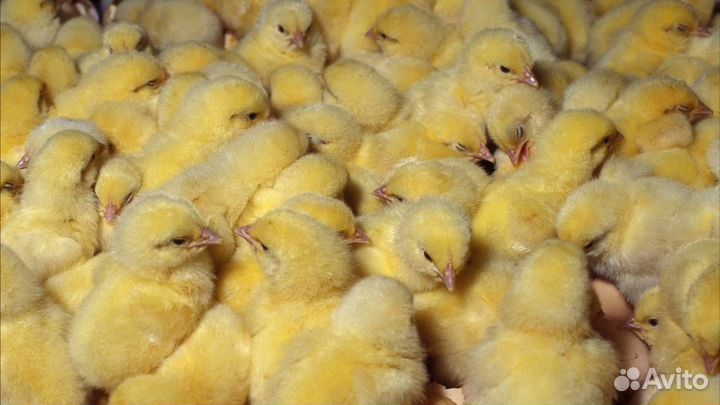 Цыплята, гусята, перепелки, индоутки