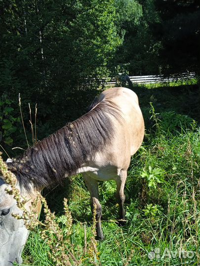 Жеребец 1 год