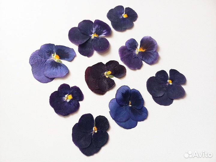 Сухоцветы виолы.Разные оттенки.Для творчества