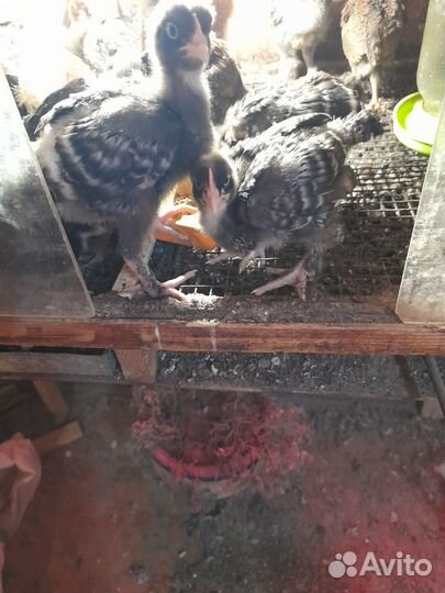 Цыплята разных возрастов