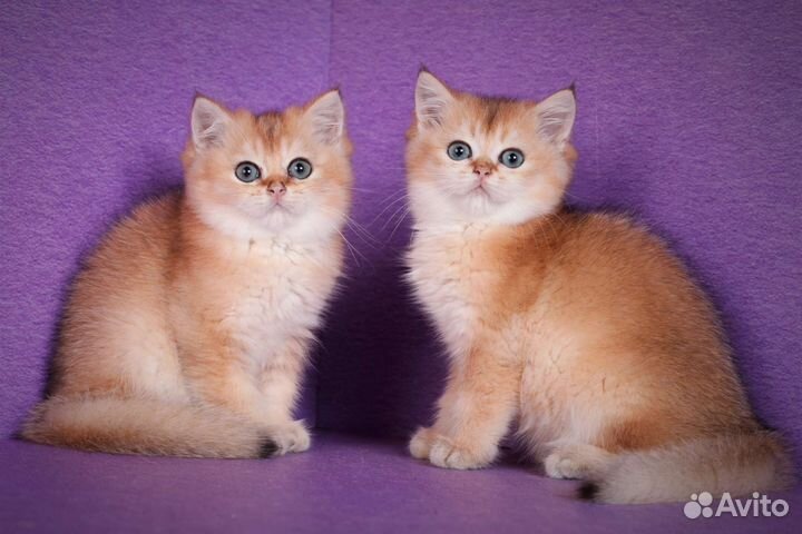 Плюшевые золотые любимцы