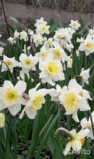 Нарциссы