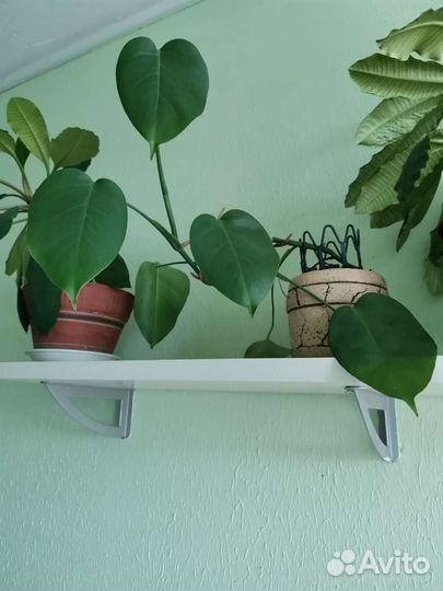 Монстера, Молочай, Сансевиерия, Суккулент