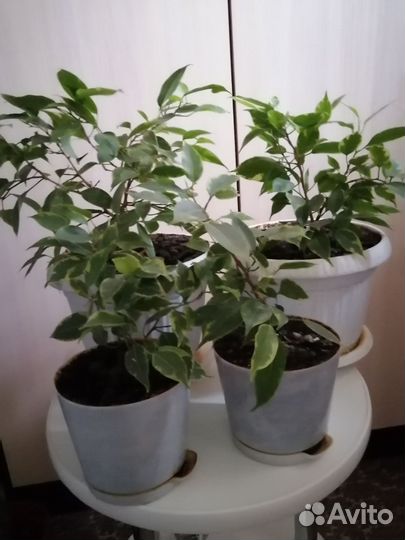 Фикус бенджамина кинки