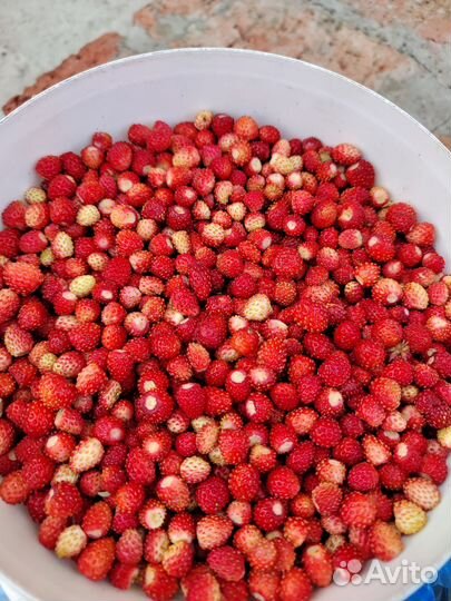 Лесная земляника свежая