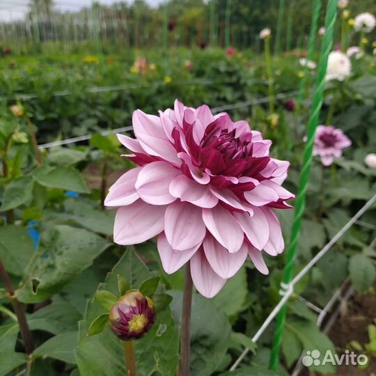 Георгины (клубни)