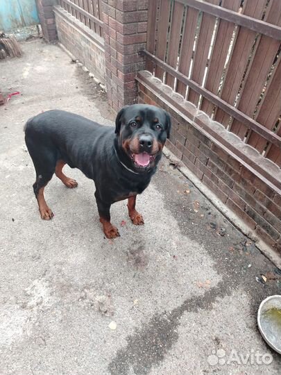 Парень для Встречи