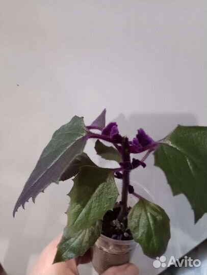 Гинура, эсхинантус