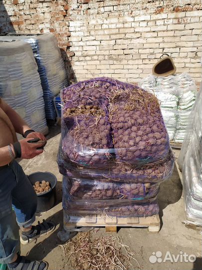 Семенной картофель