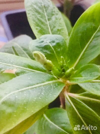 Детки флоры