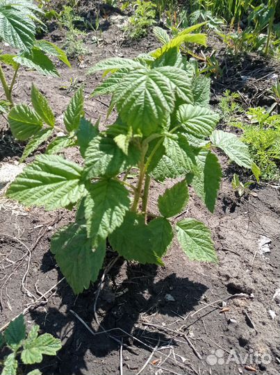 Продаю саженцы малины