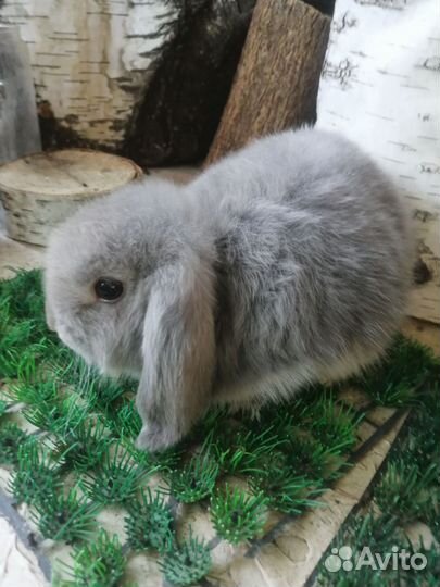 Кролик карликовый