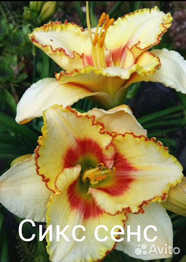 Лилейник сикс сенс