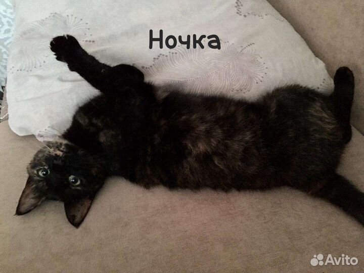 Кошка