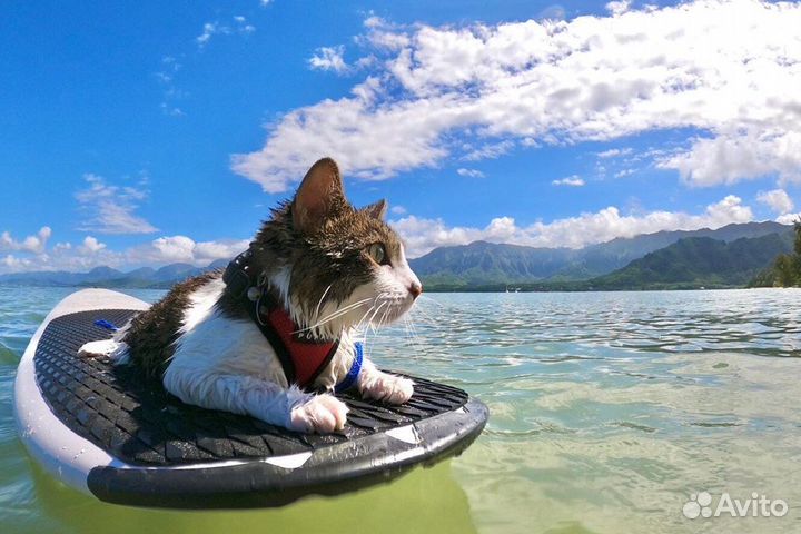Прокат Sup борда, аренда sup борда, прокат лодки