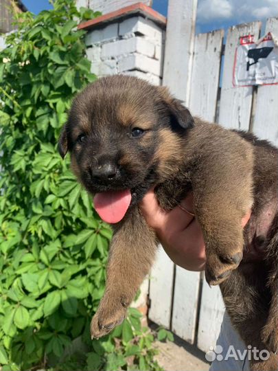 Купить щенка