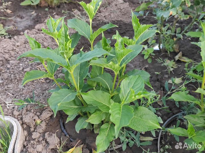 Декоративные кустарники и почвопокровные