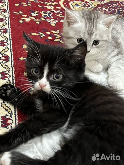 Шотландские котята