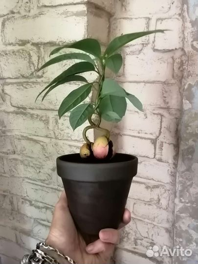 Бонсай из авокадо