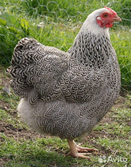 Виандот сильвер партридж