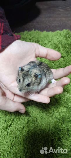 Джунгарский хомяк