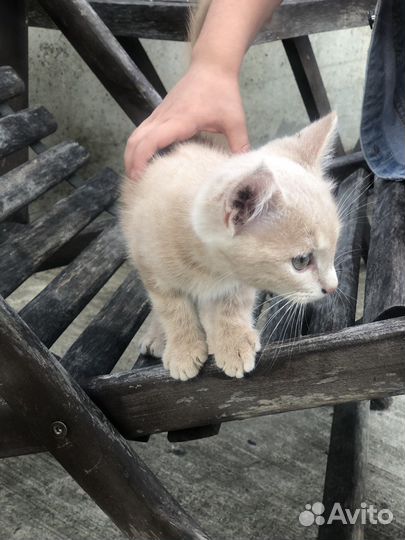 Котята в добрые руки бесплатно