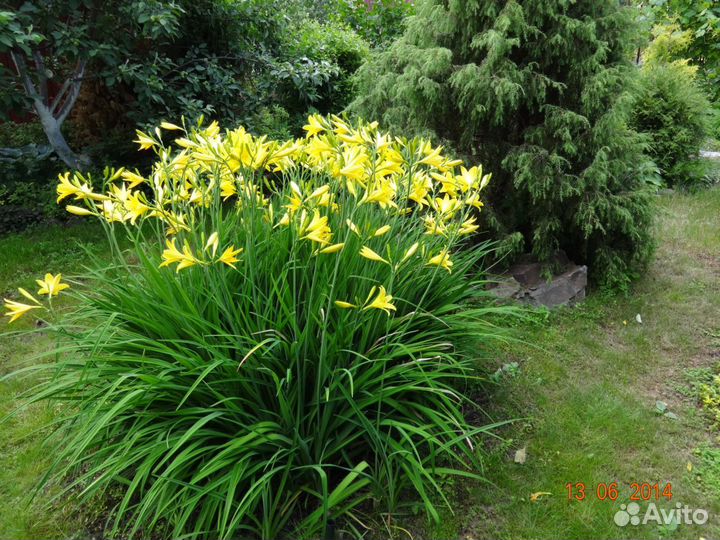 Садовые растения