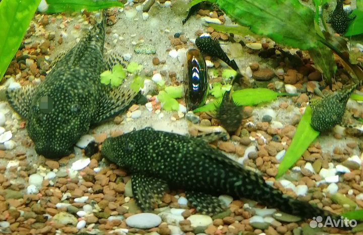 Сом анциструс